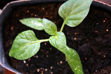 A young sprout of sweet pepper is grown in a box by the window.
