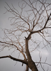 Naked Tree