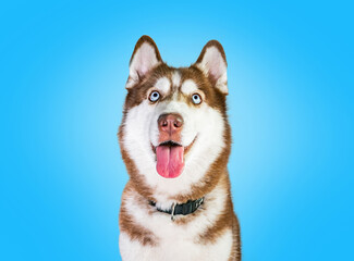 Purebred dog Female Siberian Husky Brown and White Fur Use a die-cut technique on a yellow background. The eyes look up at the top, ears erect, stick out the tongue and have a collar Pet care concept.