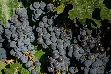 Red Grapes