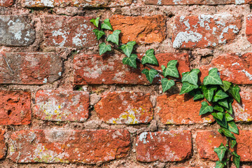 Old Brick Wall and Green Ivy, castle wall in England, Europe