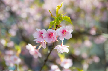 桜の花