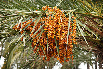 date palm in Abkhazia. Summer