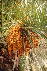 Obraz premium date palm in Abkhazia. Summer