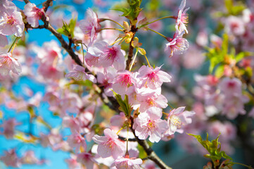 桜の花