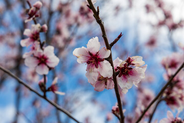 Pink-White Almond Blossom