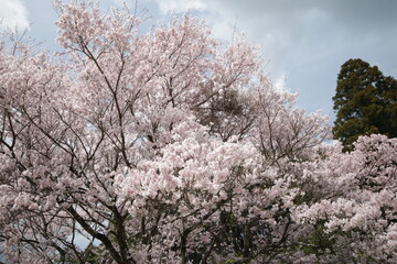 Naklejka premium 東三河の桜