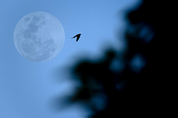 Full moon on sky with bird and tree silhouette.