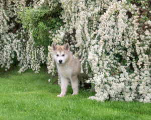 Young Alaskan Malamute dog puppy with a plush double coat standing  in a grass meadow with a white flowering bush in spring