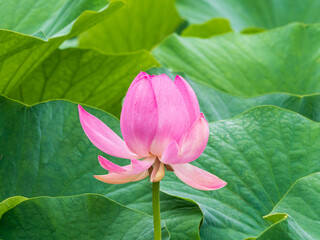pink lotus flower