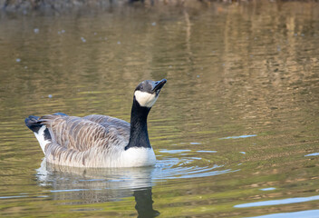 Canadian goose bathing in a river.