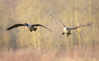 Canadian goose in flight during spring time. The Canada goose 