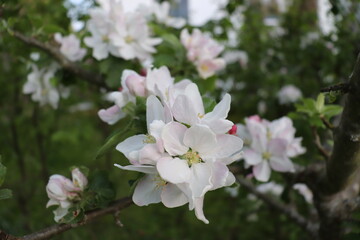Obraz premium tree blossom