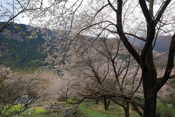 桜の季節