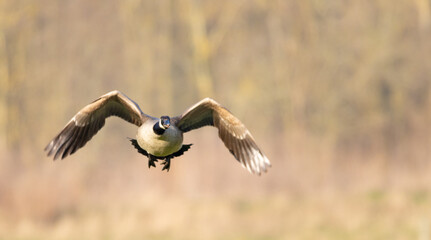 Canadian goose in flight during spring time. The Canada goose 