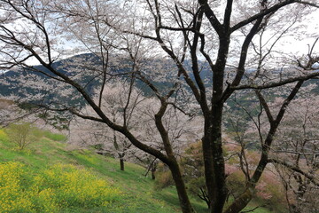 桜の季節