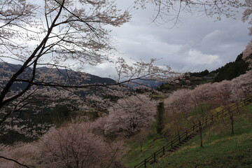 桜の季節