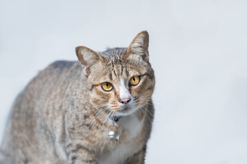 Gray cat on white background.