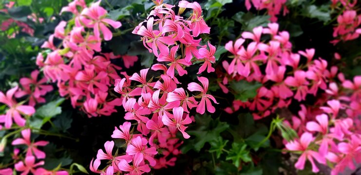 pink and purple flowers