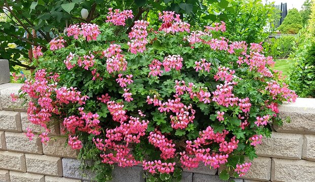 flowers in the garden