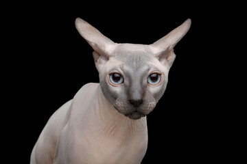 Funny portrait of Sphynx Cat with clumsy ears gaze on isolated black background