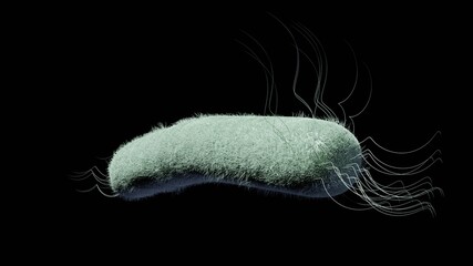 One E-Coli bacteria isolated on a black background. 3D render illustration
