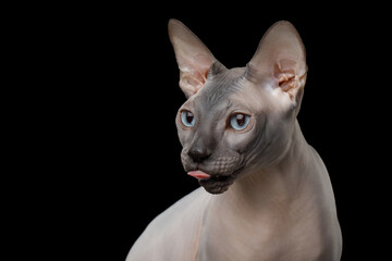 Funny portrait of Sphynx Cat with tongue looking at side on isolated black background