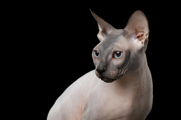 Portrait of Sphynx Cat with blue eyes Looking at side on isolated black background