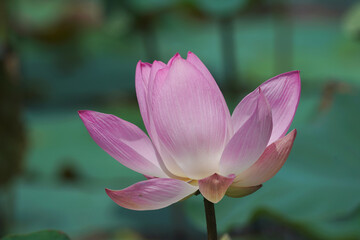  Pink lotus flower plants in water.