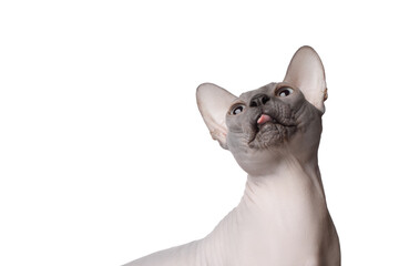 Funny portrait of Sphynx Cat Stare up with tongue on isolated white background