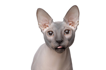 Funny portrait of Sphynx Cat with blue eyes showing tongue on isolated white background