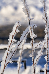 the branch is covered with white snow