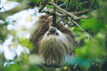 sloth hanging on a branch from a tree in costa rica