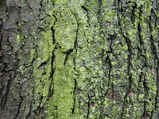 tree texture