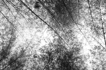 Silhouette of bamboo leaves and brach isolated on white background, Many shadow bamboo leaves in garden