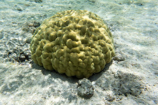 View of hard coral