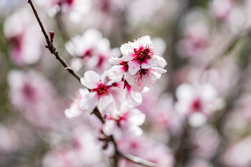 White-Pink Almond Blossom