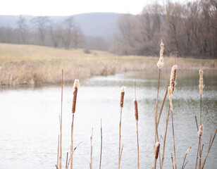 reeds in the water