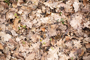Texture of dried forest leaves. Organic fertilizer for plants. Compost background.