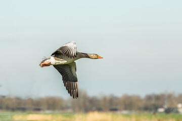 Close up of flying Greylag Goose, Anser anser, in the twilight of late sunset against blurred background