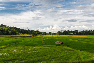 Fototapeta na wymiar Rice fields