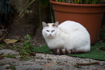 White cat lying in the garden, model pose.