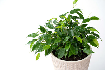 Indoor plant ficus benjamin in a pot on an isolated white background. Water drops on the leaves. Place for your text.