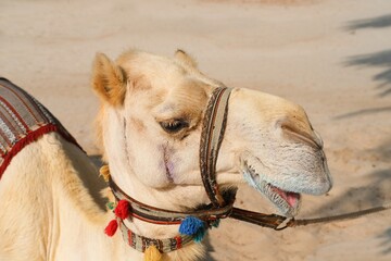 Closeup portrait of white purebred friendly dromedary, also called the Somali camel or Arabian...