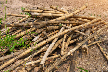A pile of bamboo laying used to support vegetable gardening in rural area,  a pile of old bamboo pieces.