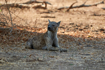 Hyena lying down in Mana Pools