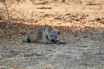 Hyena lying down in Mana Pools