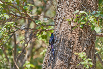 A green wood hoopoe in a tree