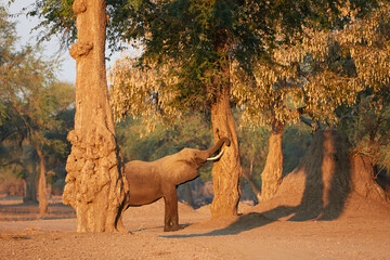 African elephant reaching the tree with his trunk up high in Mana Pools