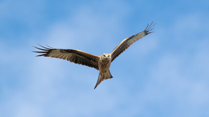 Red Kite in flight